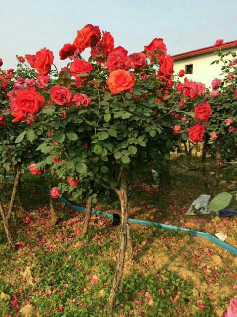 河南南阳树状月季一手货源基地直销成活率高花期长