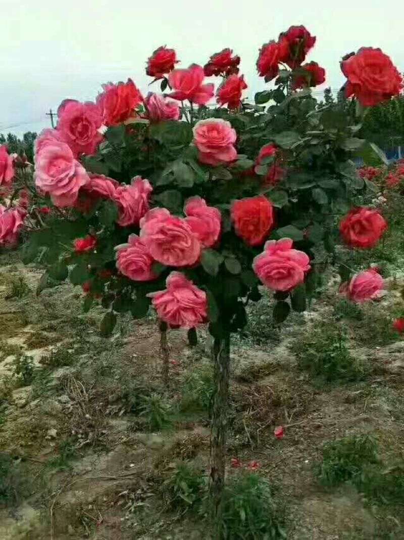 河南南阳树状月季一手货源基地直销成活率高花期长