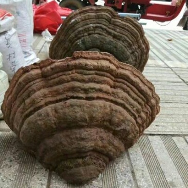 树舌