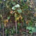 玉兰树2~4cm