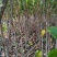 玉兰树2~4cm