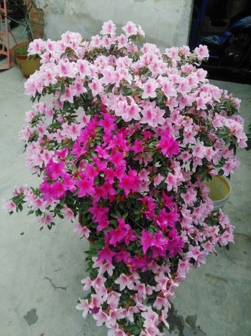 杜鹃花盆景
