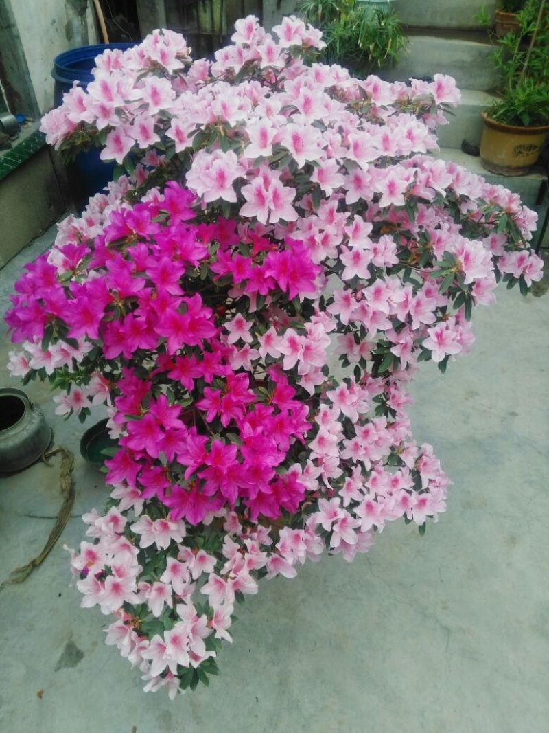 杜鹃花盆景