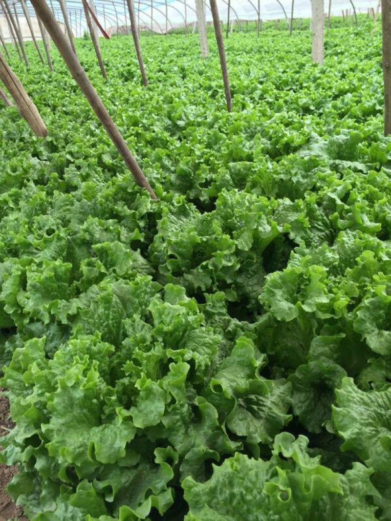 常年供应散叶生菜，产地直供。质量好，价格优，