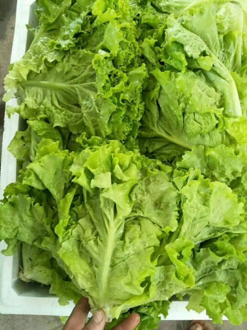 常年供应散叶生菜，产地直供。质量好，价格优，