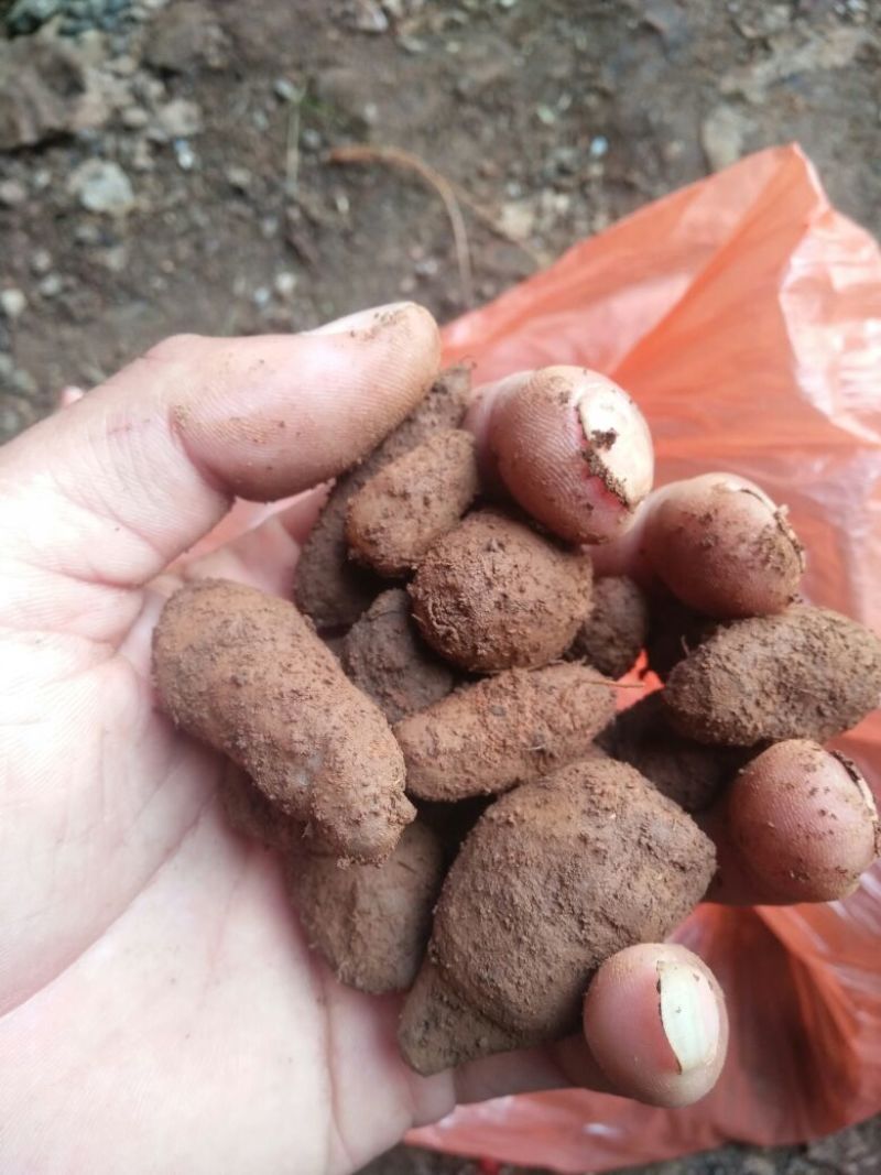野生天麻特级