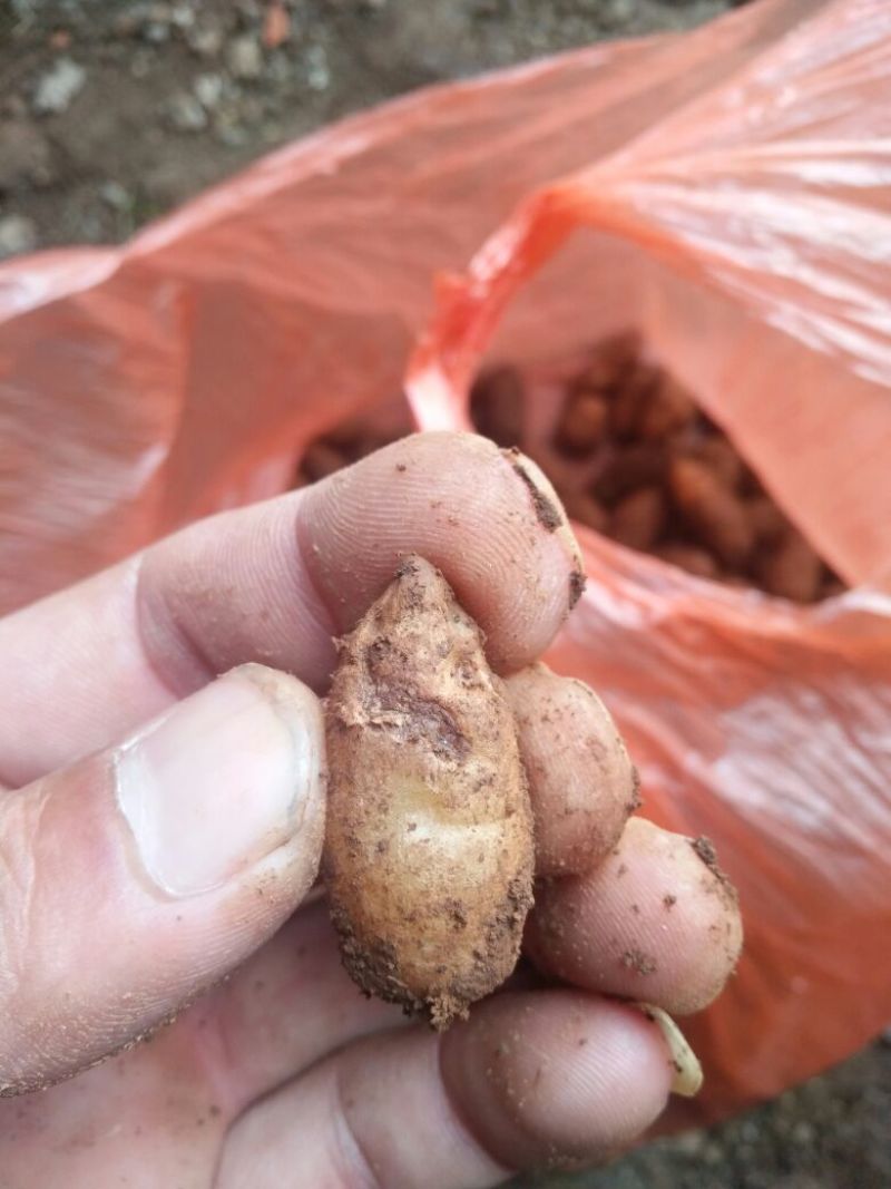 野生天麻特级