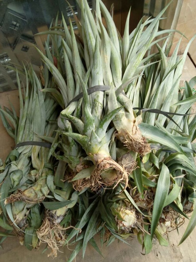 菠萝苗1年