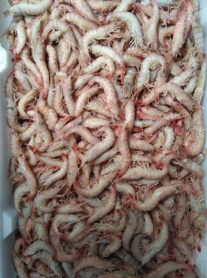 立虾食用冻虾