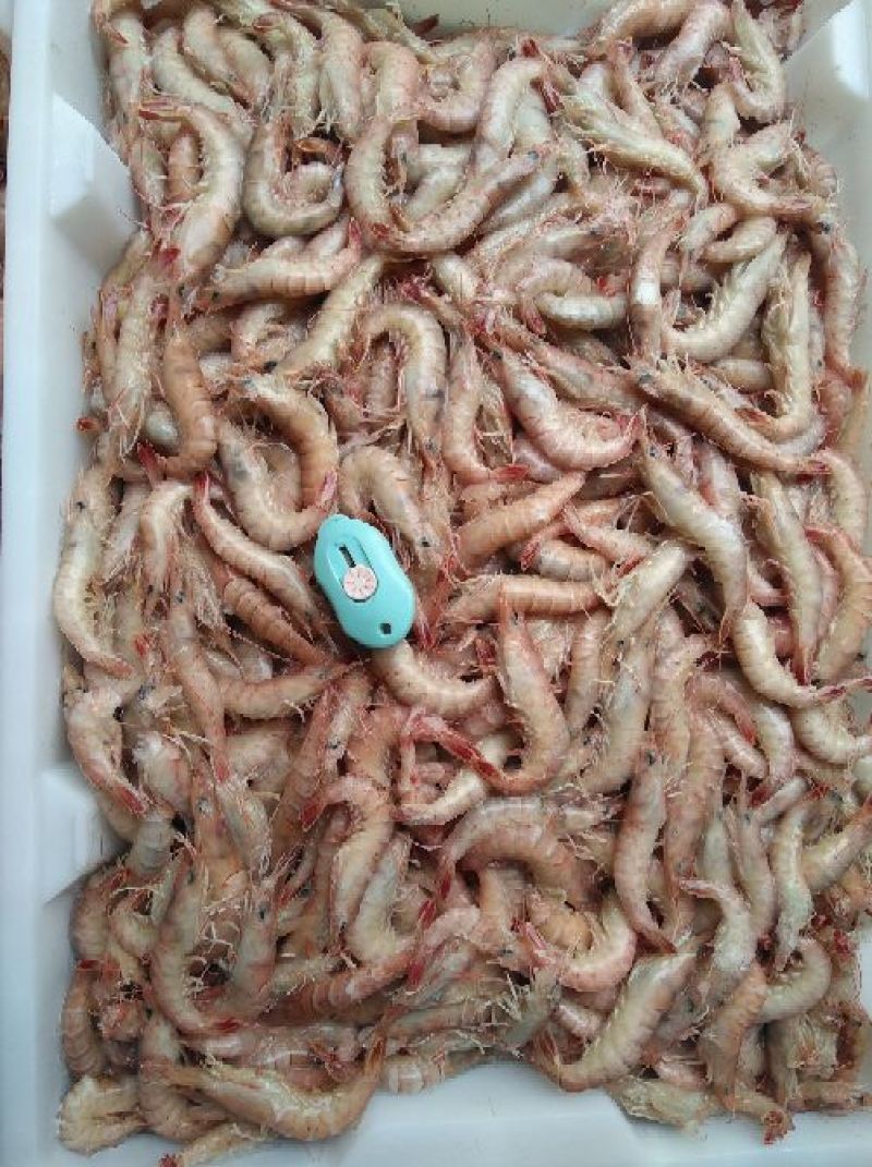 立虾食用冻虾