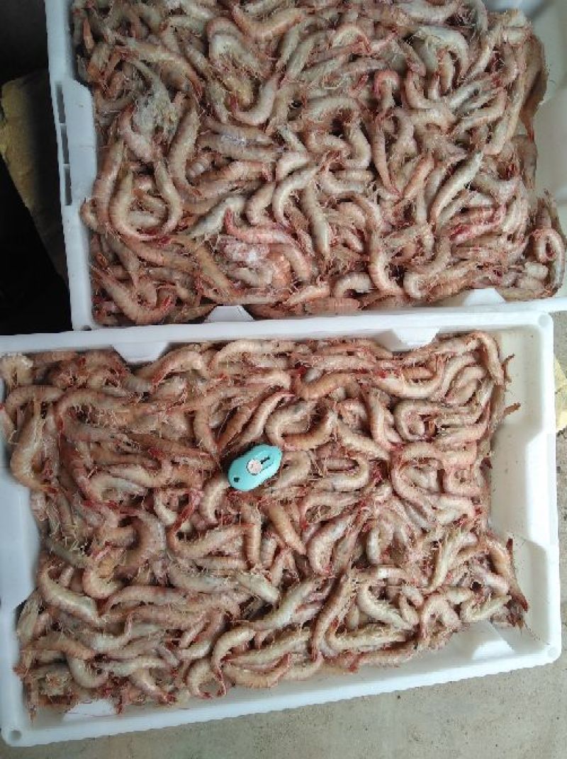 立虾食用冻虾