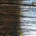 黄山栾树2~4cm4~6cm2.5~3米