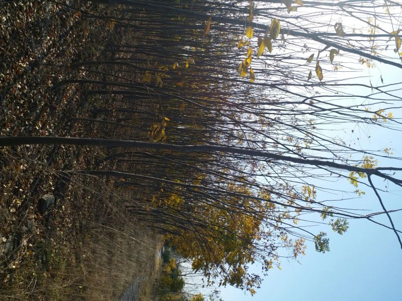 黄山栾树2~4cm4~6cm2.5~3米