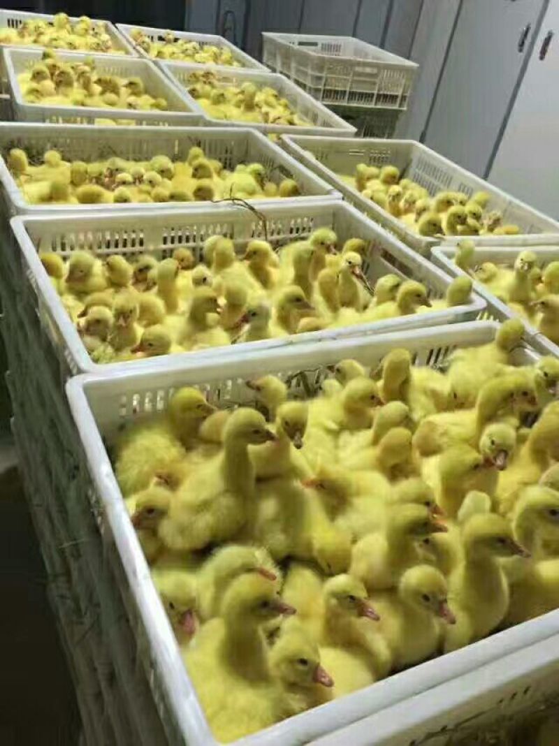 白鹅苗250g以上