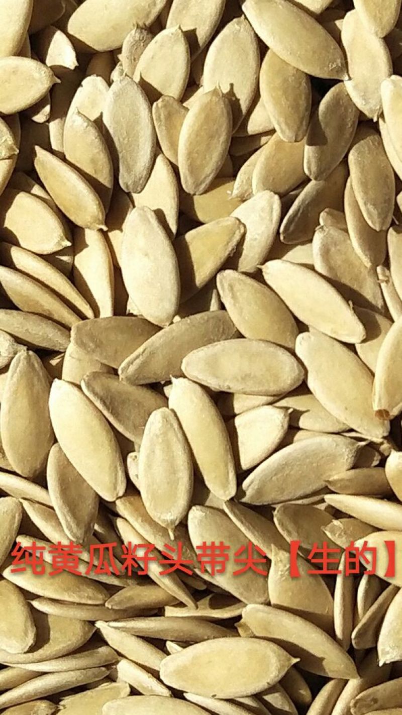 黄瓜种子98%以上