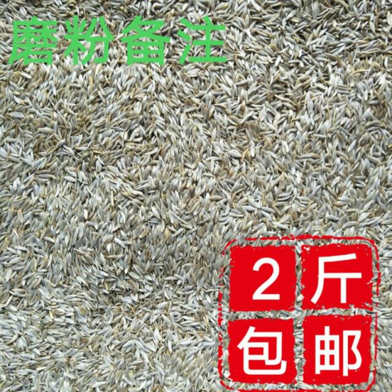 黄瓜种子98%以上