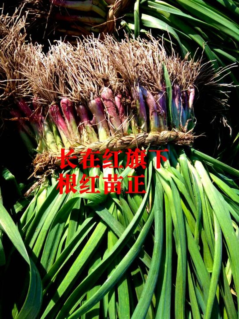红根蒜苗，产地直供量大从优，欢迎新老朋友前来订购！