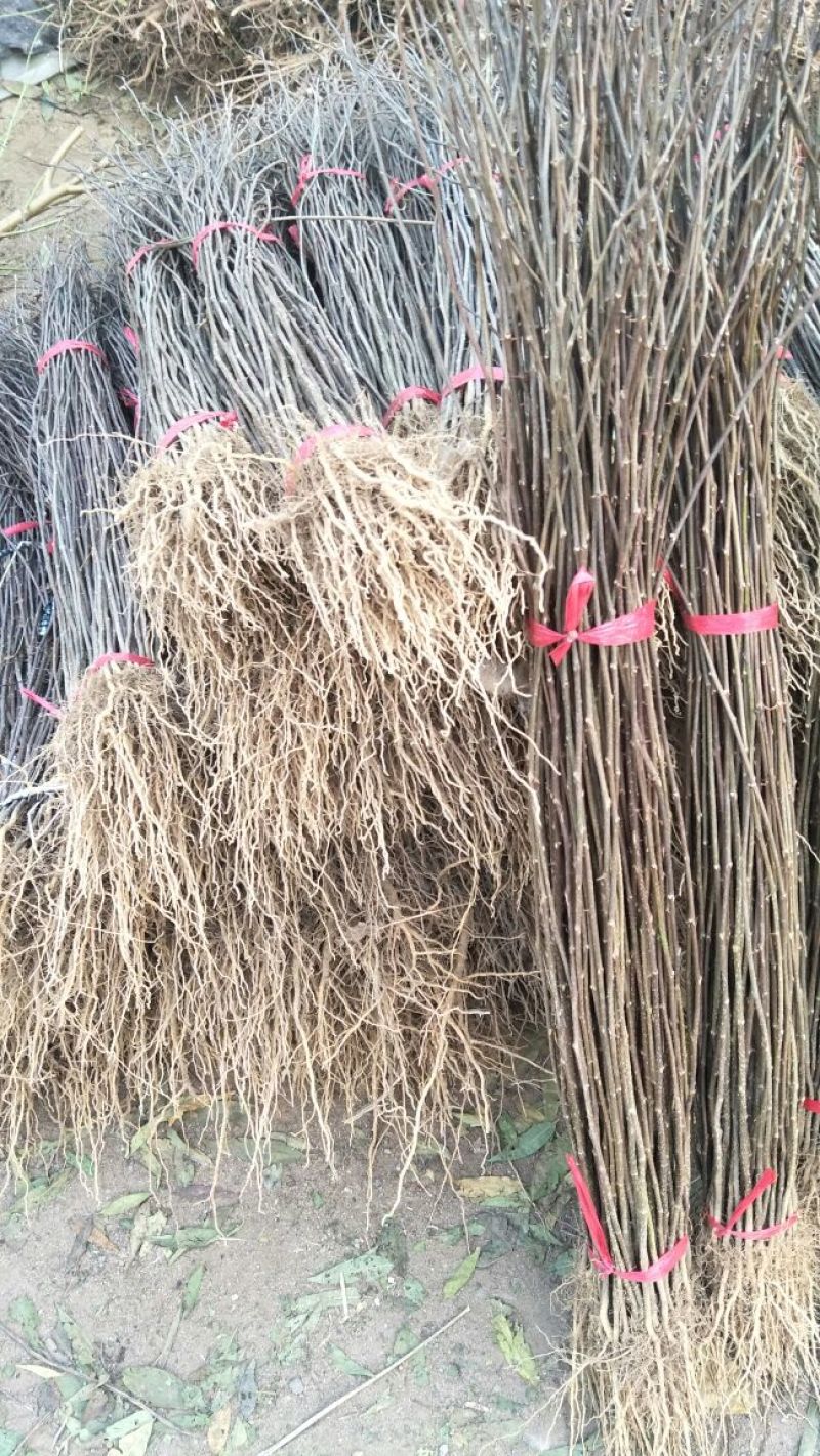 大红袍花椒苗花椒树苗凤椒小苗产量高种子出芽率高