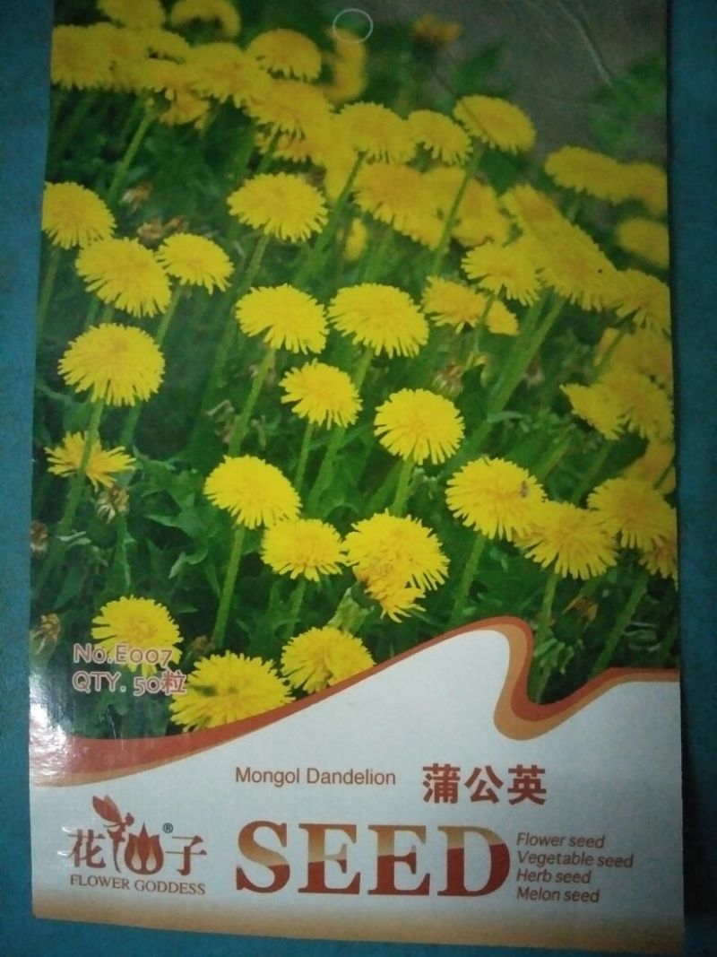 蒲公英种子95%以上