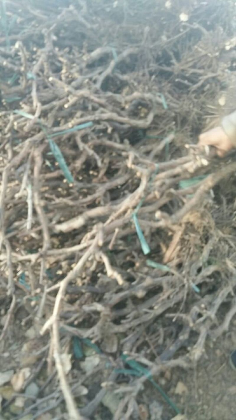 葡萄树80~110cm