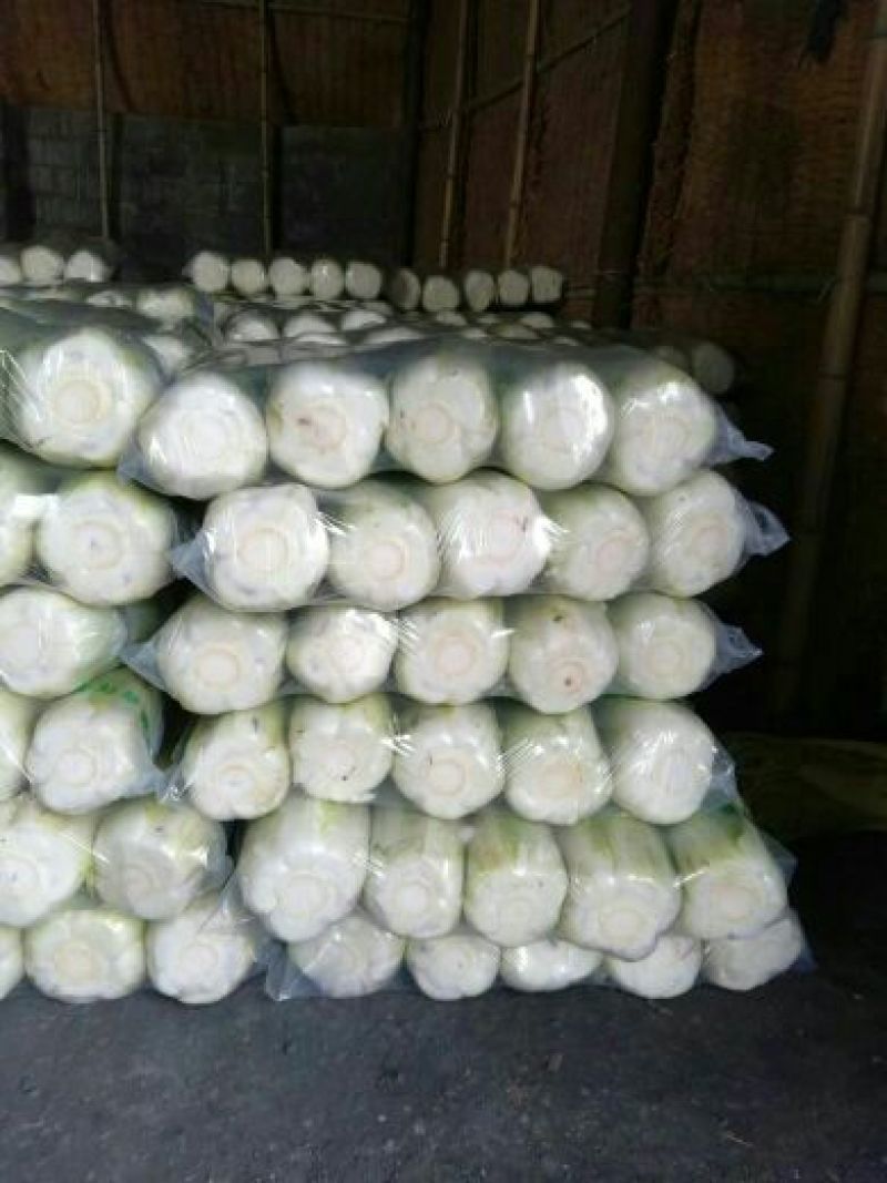 北京新三号白菜7斤以上毛菜