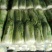 北京新三号白菜7斤以上毛菜
