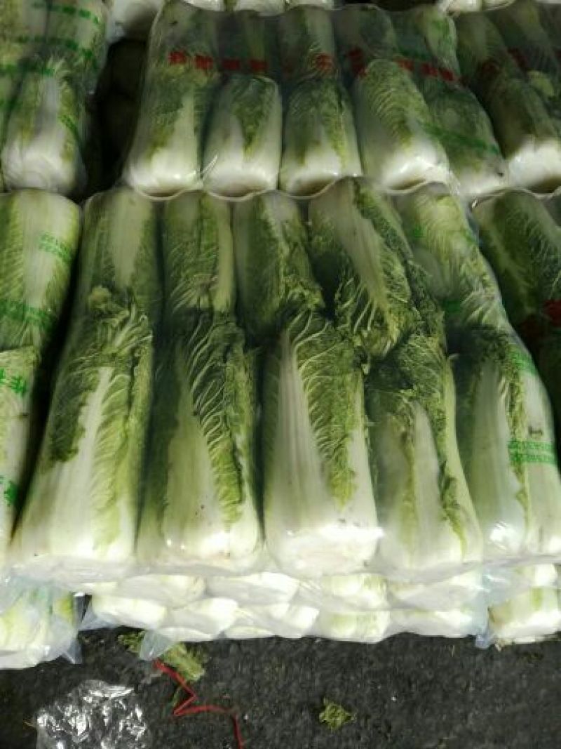 北京新三号白菜7斤以上毛菜