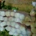 北京新三号白菜7斤以上毛菜