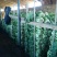 北京新三号白菜7斤以上毛菜