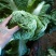 北京新三号白菜7斤以上毛菜