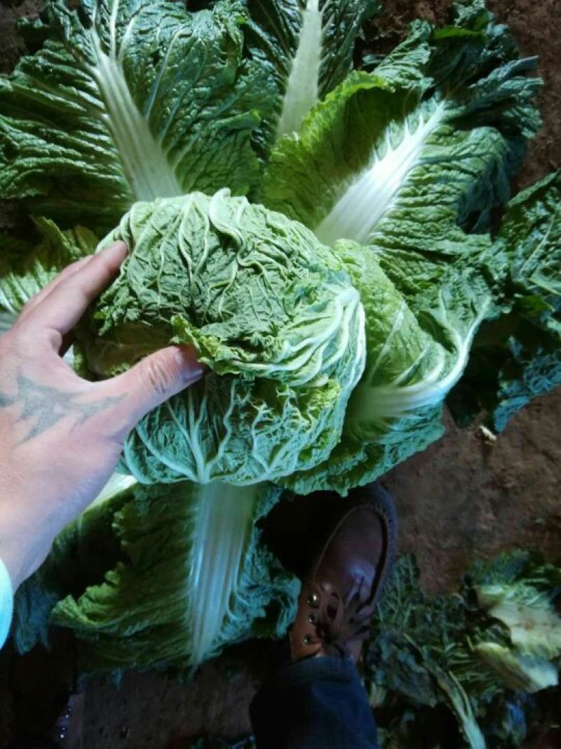 北京新三号白菜7斤以上毛菜