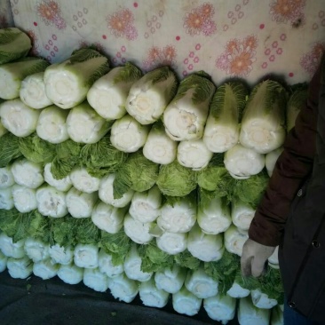 北京新三号白菜7斤以上毛菜