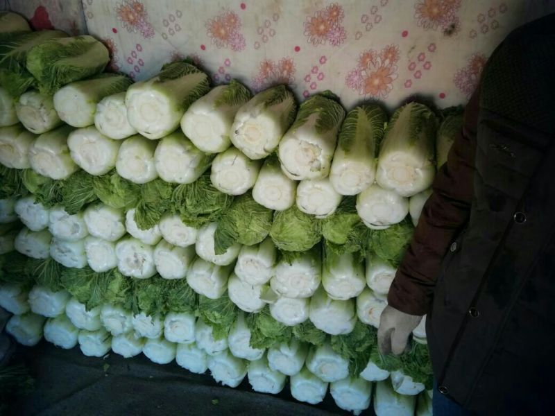 北京新三号白菜7斤以上毛菜