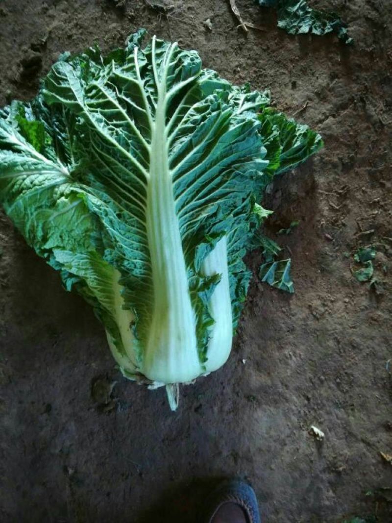 北京新三号白菜7斤以上毛菜