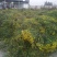 野菊花散装