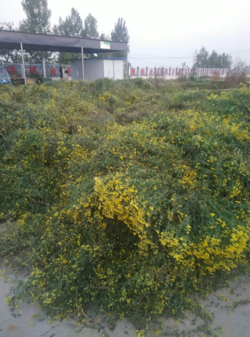 野菊花散装