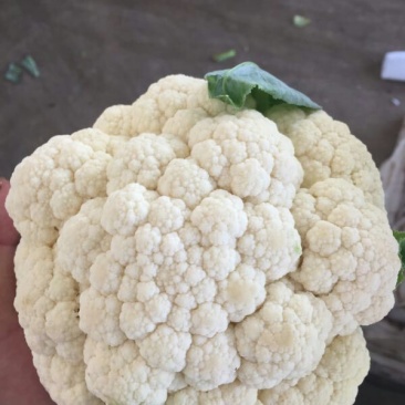 精品菜花，产地直供。
