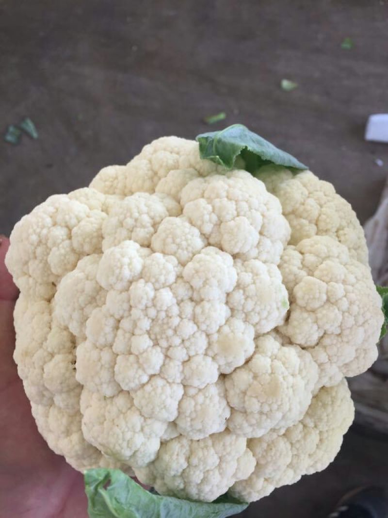 精品菜花，产地直供。