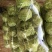 甘蓝精品2~3斤，品质保证，可产地或视频看货