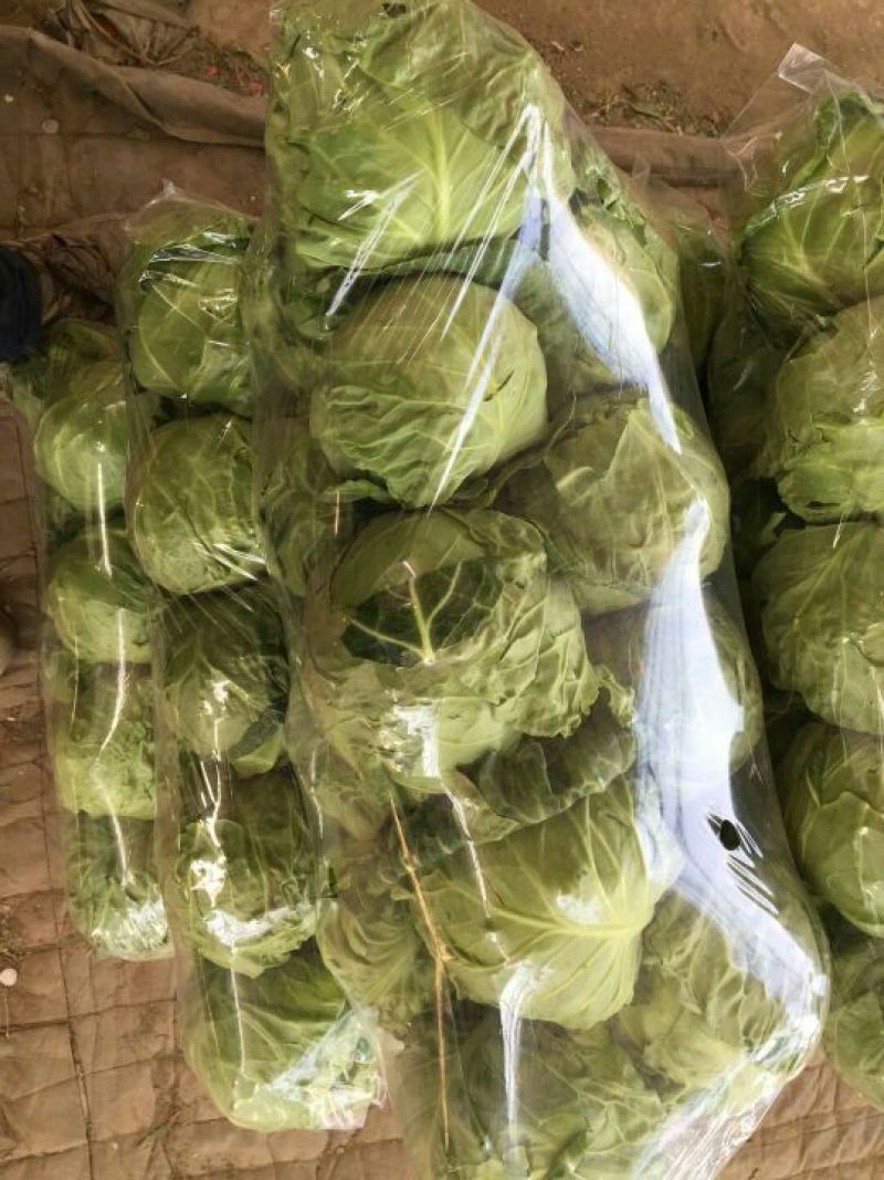 甘蓝精品2~3斤，品质保证，可产地或视频看货