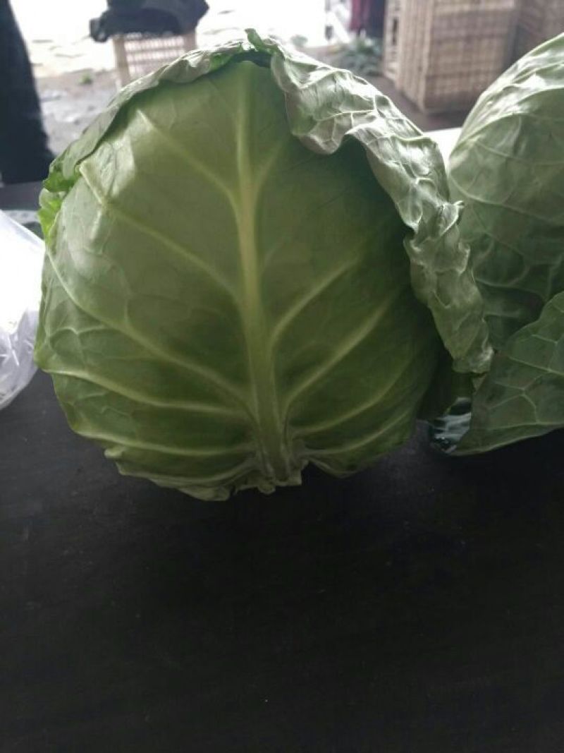 甘蓝精品2~3斤，品质保证，可产地或视频看货