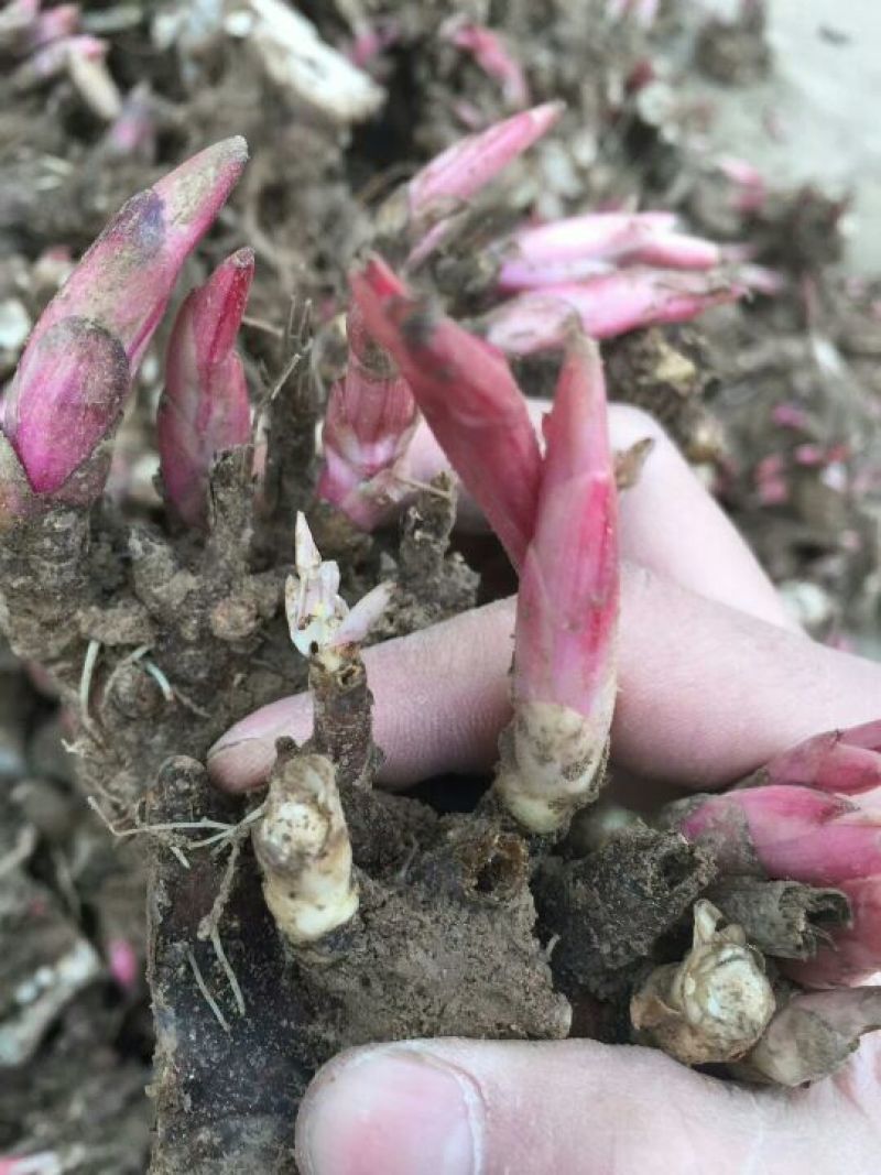 农户自产自销质优价廉白芍种芽