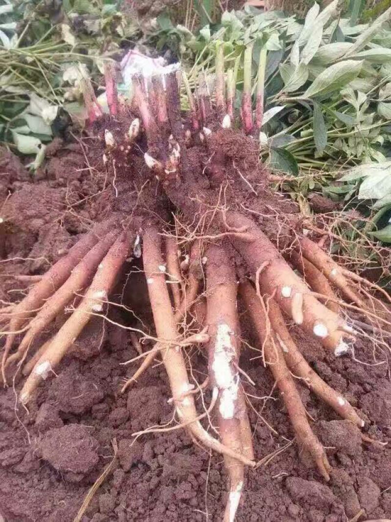 农户自产自销质优价廉白芍种芽