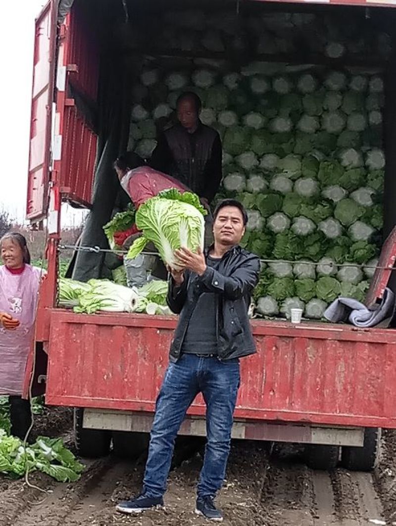 青杂三号白菜净菜4~6斤