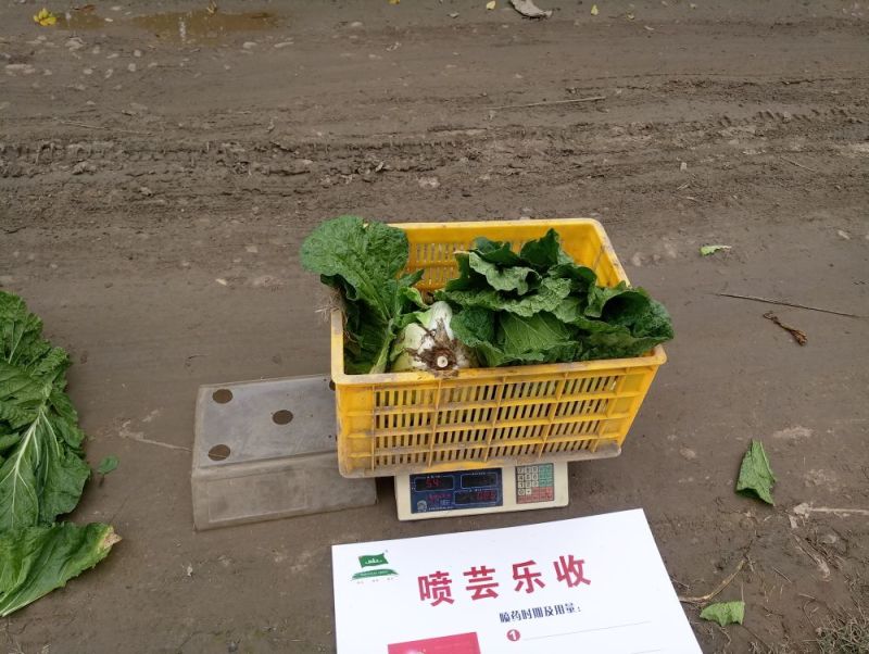 青杂三号白菜净菜4~6斤