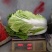 青杂三号白菜净菜4~6斤