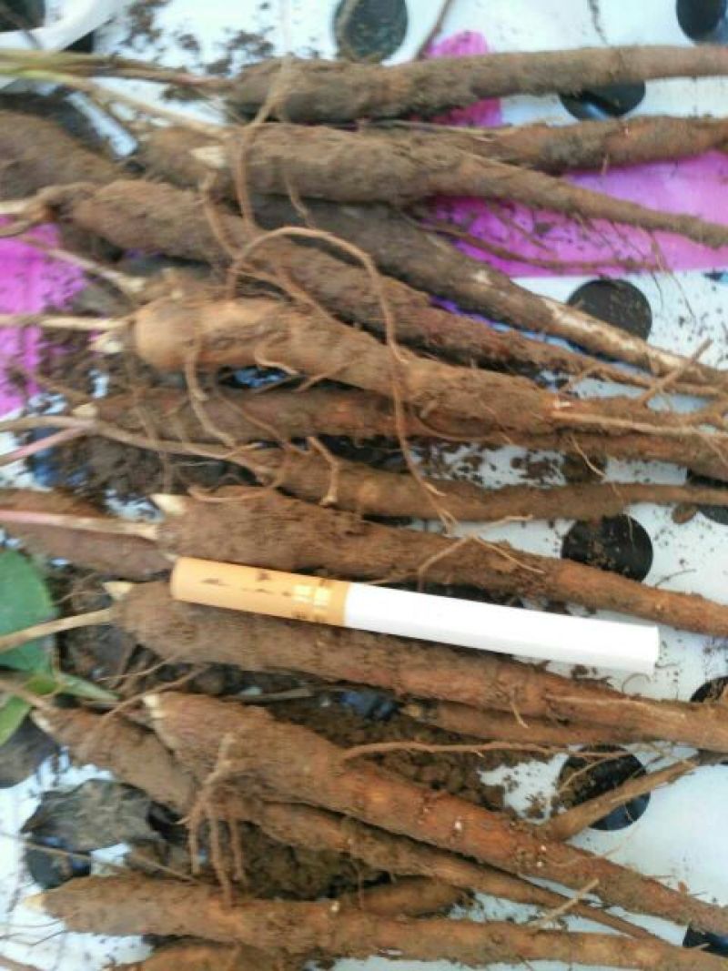 农户一手货源自产自销赤芍