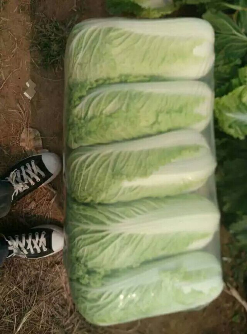 【春节特惠】大白菜北京3号白菜包装齐全直供商超代理
