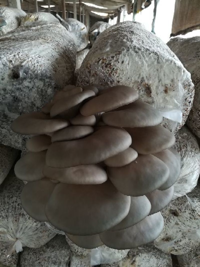 平菇菌种栽培种