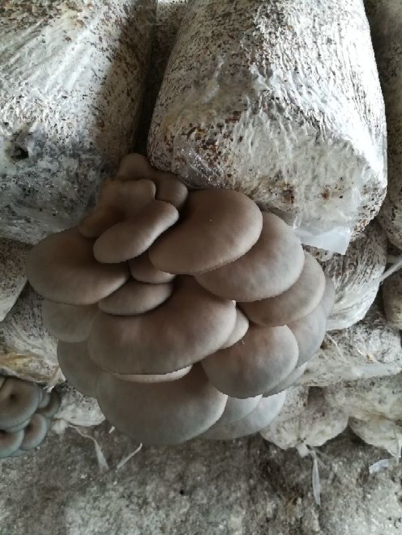 平菇菌种栽培种